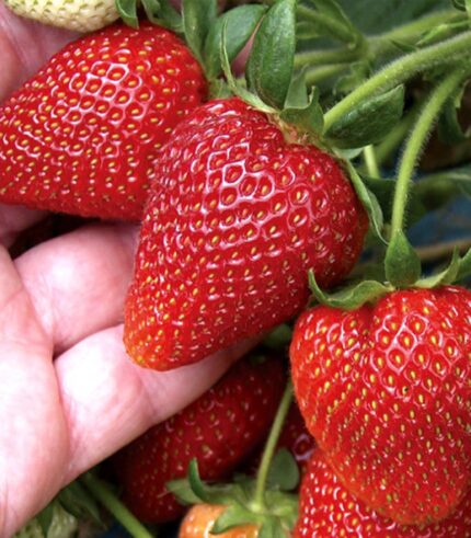 Maasikataimed e-pood