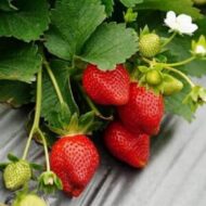 Florence klass A++ frigo maasikataim 10 tk pakendis - Image 3