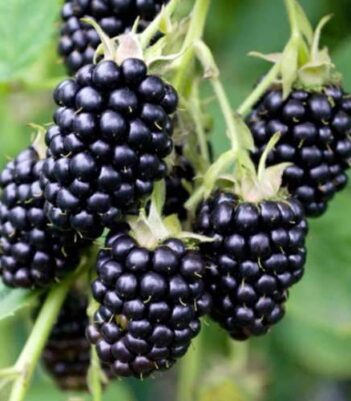 Aedmurakas istutamiseks ja kasvatuseks