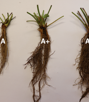 Maasika frigotaimed kasvatamiseks