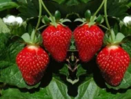 POLKA 50 A-Frigotaime pakis - Image 3