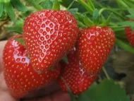 Verdi klass A+ Frigotaimed - Image 3