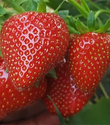 Verdi maasika taim müük