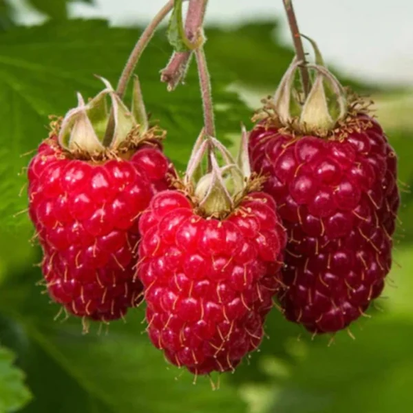 Vaarikataimede müük istutamiseks