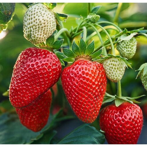 Maasikataimede müük istutamiseks