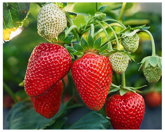 Maasikataimede müük istutamiseks