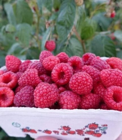 Vaarikataimede müük istutamiseks