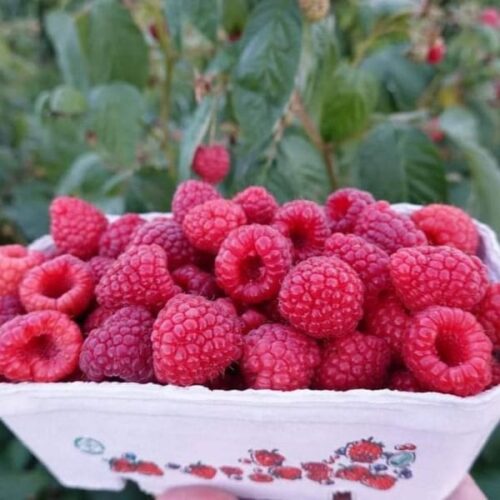 Vaarikataimede müük istutamiseks